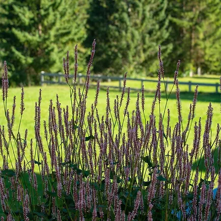 Gaestehaus Schoenberg Leutasch